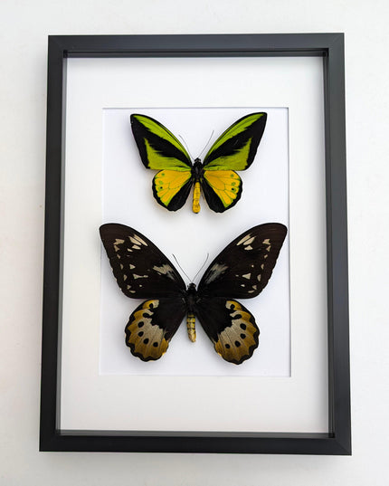 Framed goliath birdwing butterfly pair: entomology wall art