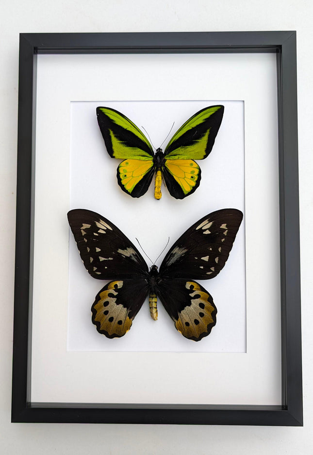 Framed goliath birdwing butterfly pair: entomology wall art