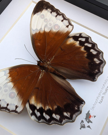 Framed jungle queen butterfly taxidermy: ethically sourced entomology wall art