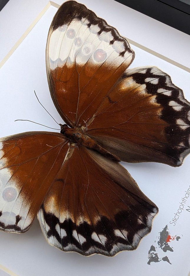 Framed jungle queen butterfly taxidermy: ethically sourced entomology wall art