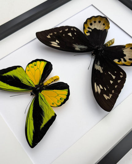 Framed goliath birdwing butterfly pair: entomology wall art