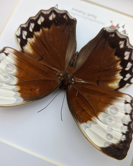 Framed jungle queen butterfly taxidermy: ethically sourced entomology wall art