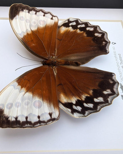 Framed jungle queen butterfly taxidermy: ethically sourced entomology wall art