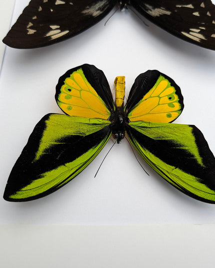 Framed goliath birdwing butterfly pair: entomology wall art
