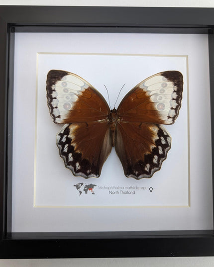 Framed jungle queen butterfly taxidermy: ethically sourced entomology wall art