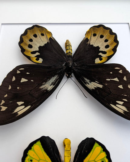 Framed goliath birdwing butterfly pair: entomology wall art