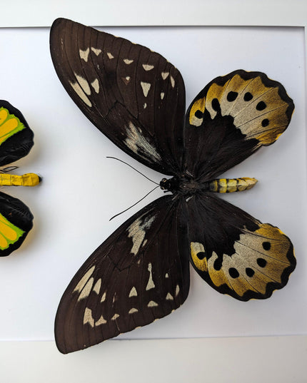 Framed goliath birdwing butterfly pair: entomology wall art