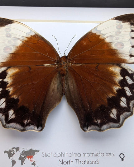 Framed jungle queen butterfly taxidermy: ethically sourced entomology wall art