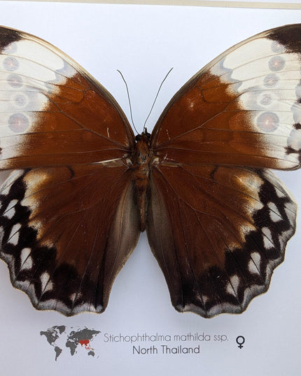 Framed jungle queen butterfly taxidermy: ethically sourced entomology wall art