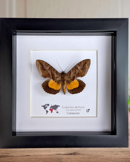 Framed fruit-piercing moth: african entomology display (6"x6")
