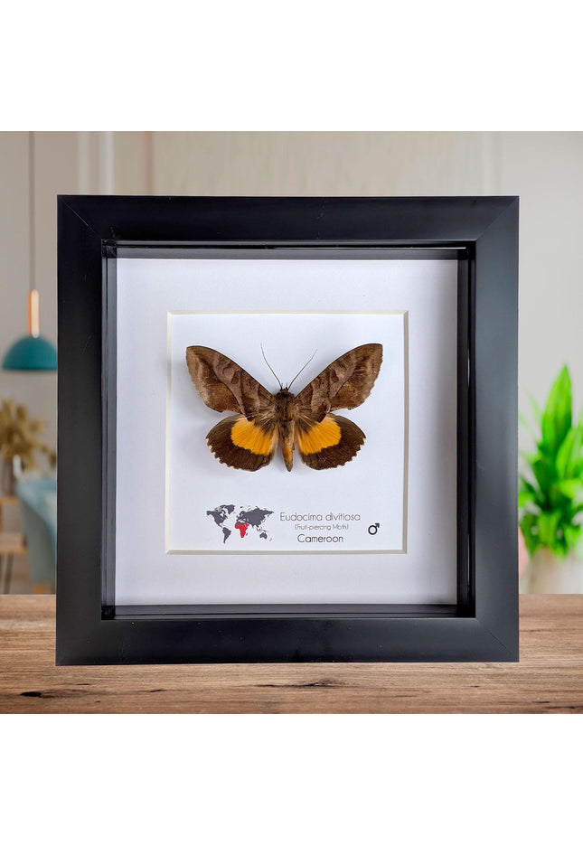 Framed fruit-piercing moth: african entomology display (6"x6")