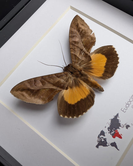 Framed fruit-piercing moth: african entomology display (6"x6")
