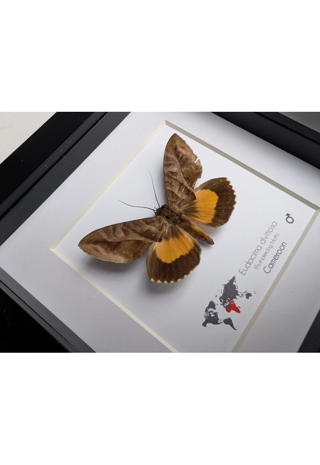Framed fruit-piercing moth: african entomology display (6"x6")