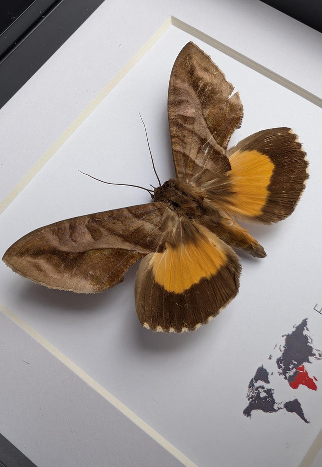 Framed fruit-piercing moth: african entomology display (6"x6")