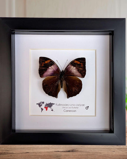 Framed African Leaf Butterfly Taxidermy, Ethically Sourced Entomology Wall Art, 6x6