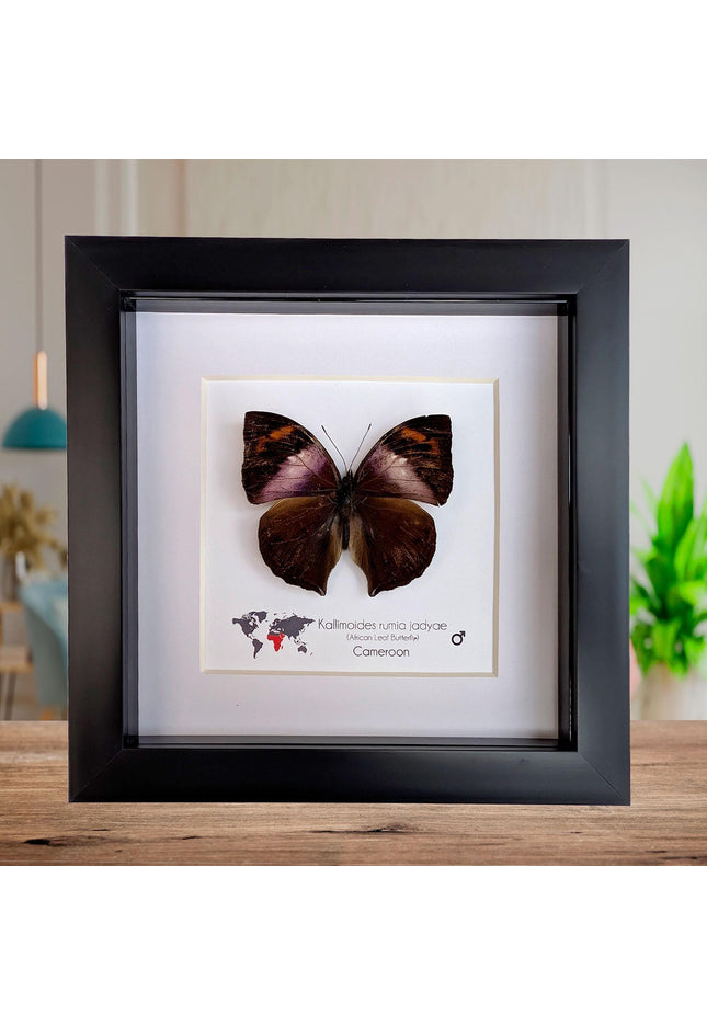 Framed African Leaf Butterfly Taxidermy, Ethically Sourced Entomology Wall Art, 6x6