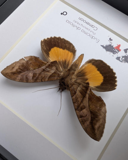 Framed fruit-piercing moth: african entomology display (6"x6")