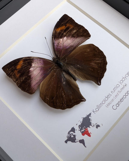 Framed African Leaf Butterfly Taxidermy, Ethically Sourced Entomology Wall Art, 6x6