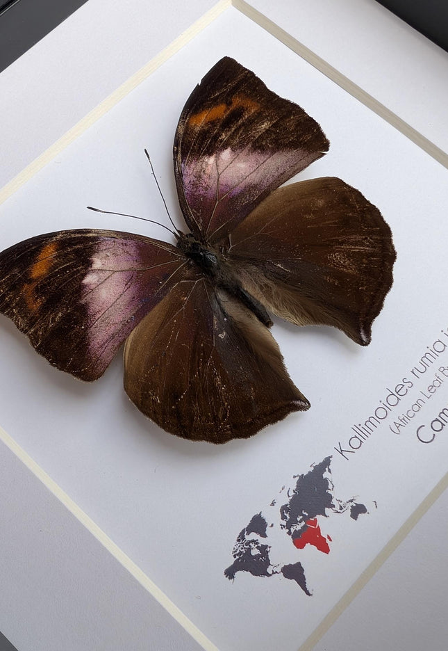 Framed African Leaf Butterfly Taxidermy, Ethically Sourced Entomology Wall Art, 6x6