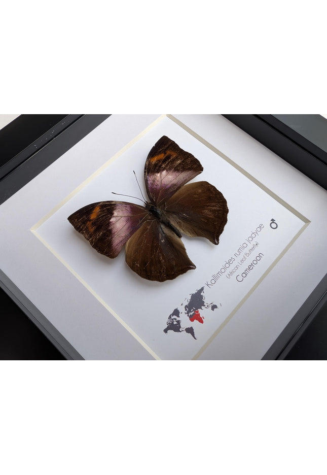Framed African Leaf Butterfly Taxidermy, Ethically Sourced Entomology Wall Art, 6x6