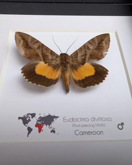Framed fruit-piercing moth: african entomology display (6"x6")
