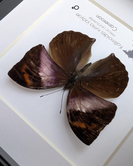 Framed African Leaf Butterfly Taxidermy, Ethically Sourced Entomology Wall Art, 6x6