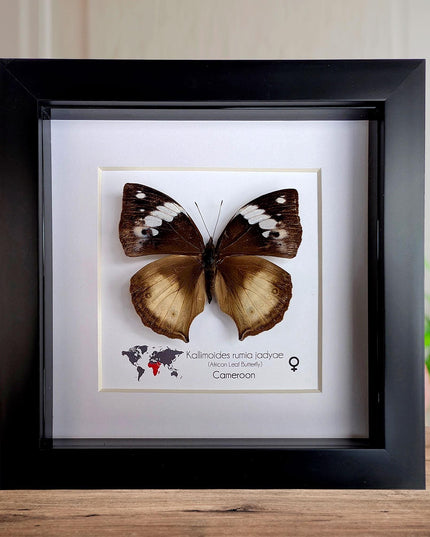 Framed African Leaf Butterfly, Kallimoides rumia, Ethically Sourced Entomology Wall Art 6x6