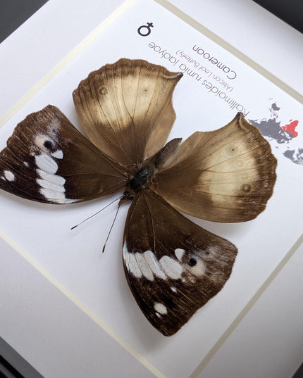 Framed African Leaf Butterfly, Kallimoides rumia, Ethically Sourced Entomology Wall Art 6x6