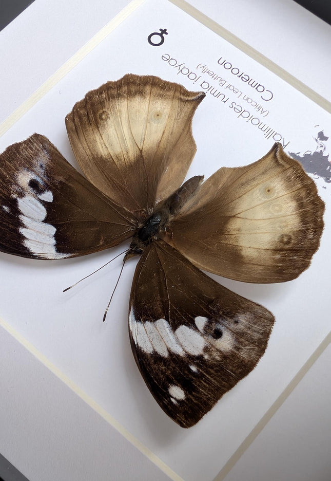 Framed African Leaf Butterfly, Kallimoides rumia, Ethically Sourced Entomology Wall Art 6x6