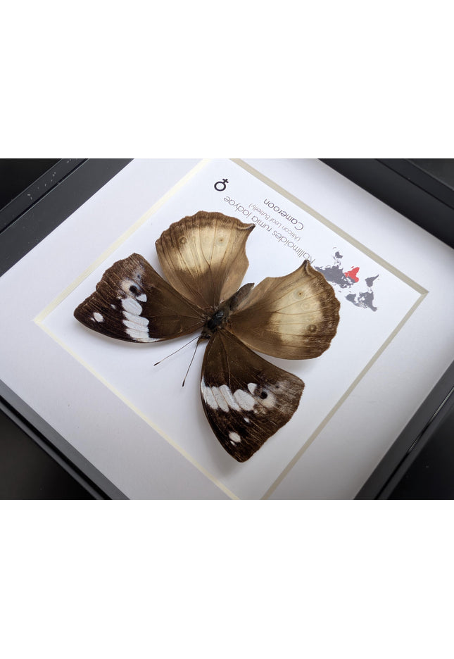 Framed African Leaf Butterfly, Kallimoides rumia, Ethically Sourced Entomology Wall Art 6x6