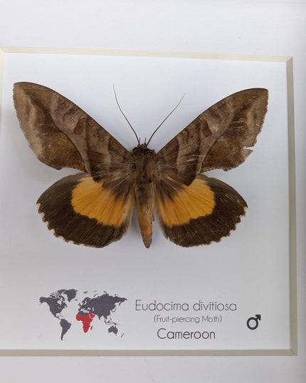 Framed fruit-piercing moth: african entomology display (6"x6")