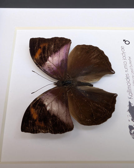 Framed African Leaf Butterfly Taxidermy, Ethically Sourced Entomology Wall Art, 6x6