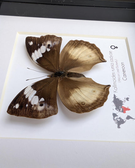 Framed African Leaf Butterfly, Kallimoides rumia, Ethically Sourced Entomology Wall Art 6x6