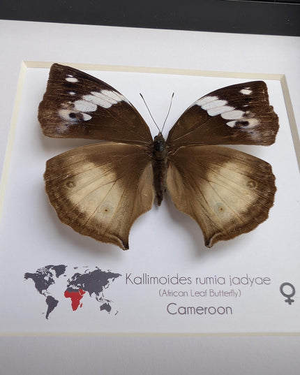 Framed African Leaf Butterfly, Kallimoides rumia, Ethically Sourced Entomology Wall Art 6x6