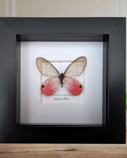Framed Blushing Phantom Butterfly, Cithaerias aurorina, 4x4 Taxidermy Wall Decor