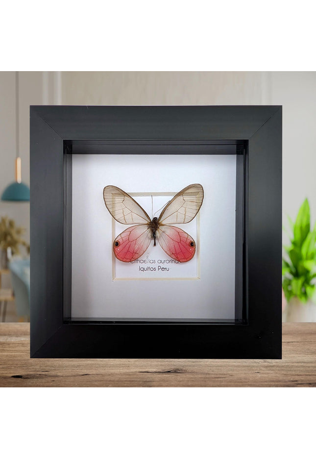 Framed Blushing Phantom Butterfly, Cithaerias aurorina, 4x4 Taxidermy Wall Decor