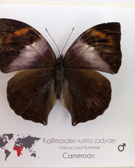 Framed African Leaf Butterfly Taxidermy, Ethically Sourced Entomology Wall Art, 6x6
