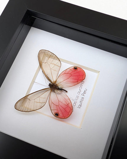 Framed Blushing Phantom Butterfly, Cithaerias aurorina, 4x4 Taxidermy Wall Decor