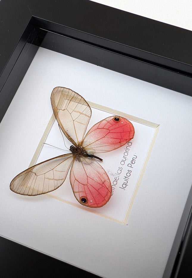 Framed Blushing Phantom Butterfly, Cithaerias aurorina, 4x4 Taxidermy Wall Decor