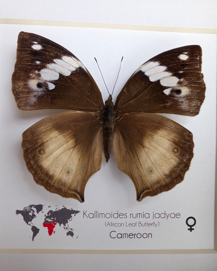 Framed African Leaf Butterfly, Kallimoides rumia, Ethically Sourced Entomology Wall Art 6x6