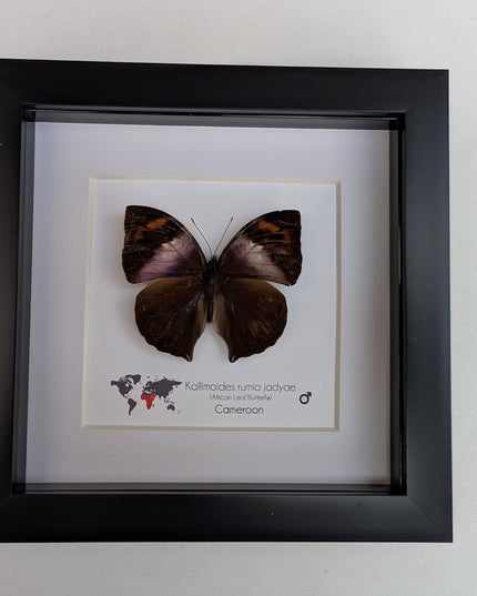 Framed African Leaf Butterfly Taxidermy, Ethically Sourced Entomology Wall Art, 6x6
