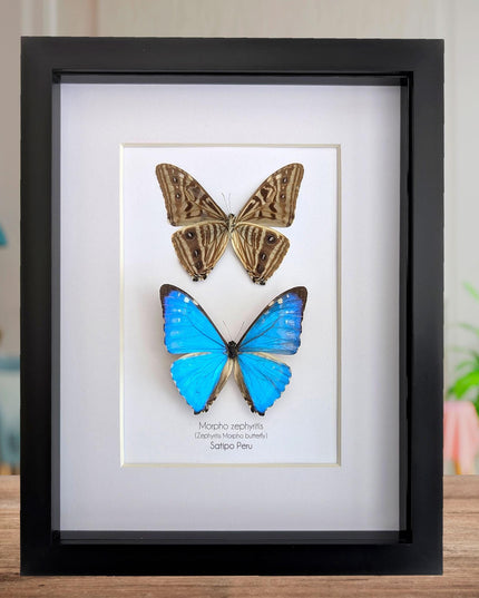 Framed blue morpho butterfly display - natural peruvian art (8x10")