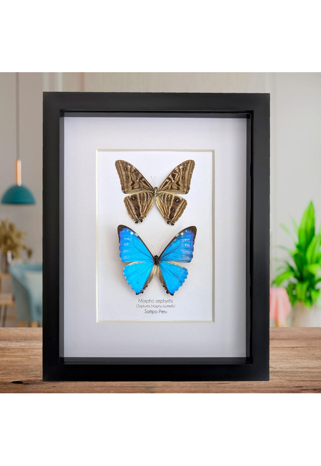 Framed blue morpho butterfly display - natural peruvian art (8x10")