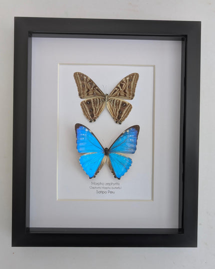 Framed blue morpho butterfly display - natural peruvian art (8x10")