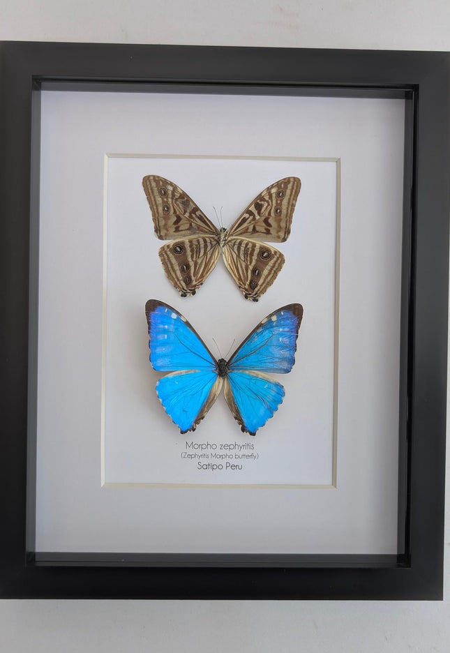 Framed blue morpho butterfly display - natural peruvian art (8x10")