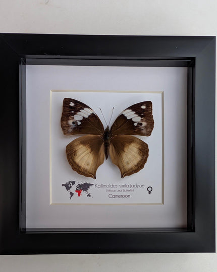 Framed African Leaf Butterfly, Kallimoides rumia, Ethically Sourced Entomology Wall Art 6x6
