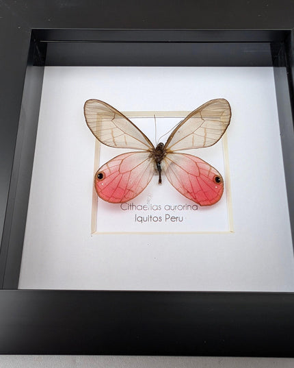 Framed Blushing Phantom Butterfly, Cithaerias aurorina, 4x4 Taxidermy Wall Decor