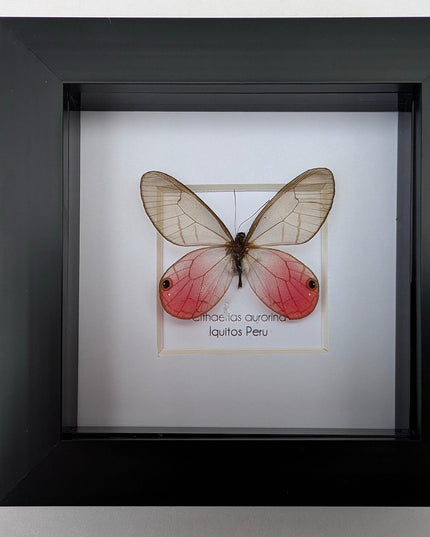 Framed Blushing Phantom Butterfly, Cithaerias aurorina, 4x4 Taxidermy Wall Decor