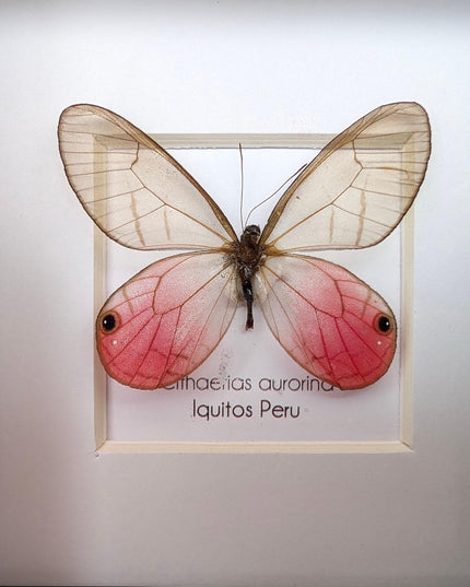 Framed Blushing Phantom Butterfly, Cithaerias aurorina, 4x4 Taxidermy Wall Decor