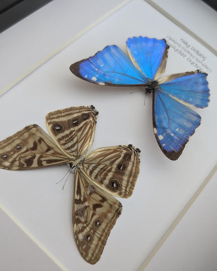 Framed blue morpho butterfly display - natural peruvian art (8x10")